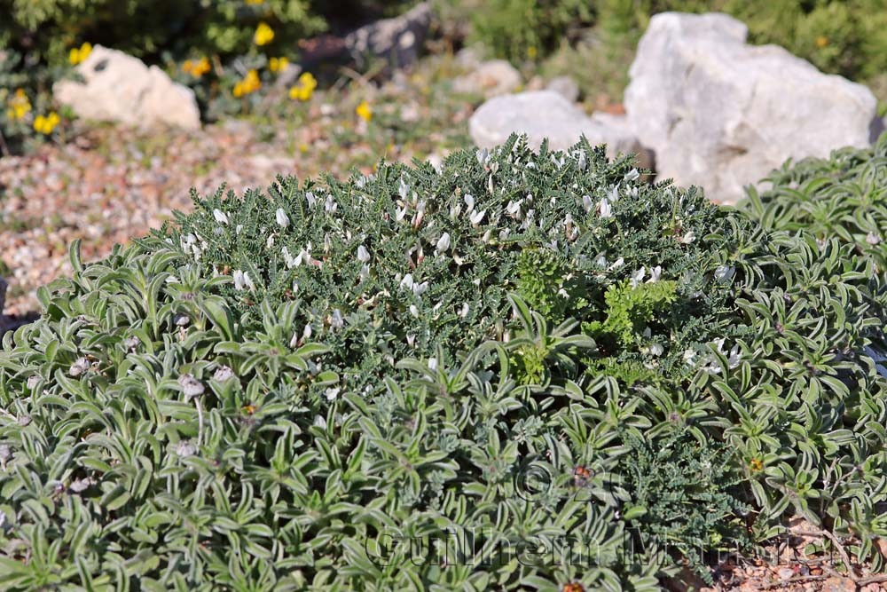 Astragalus terraccianoi