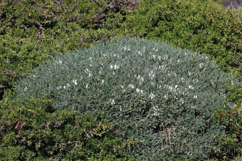 Astragalus tragacantha
