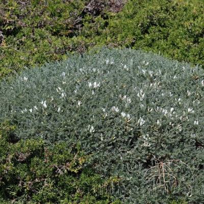 Astragalus tragacantha
