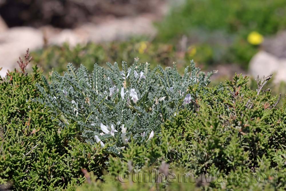 Astragalus tragacantha
