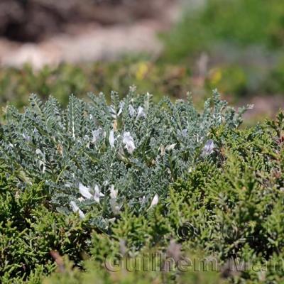 Astragalus tragacantha