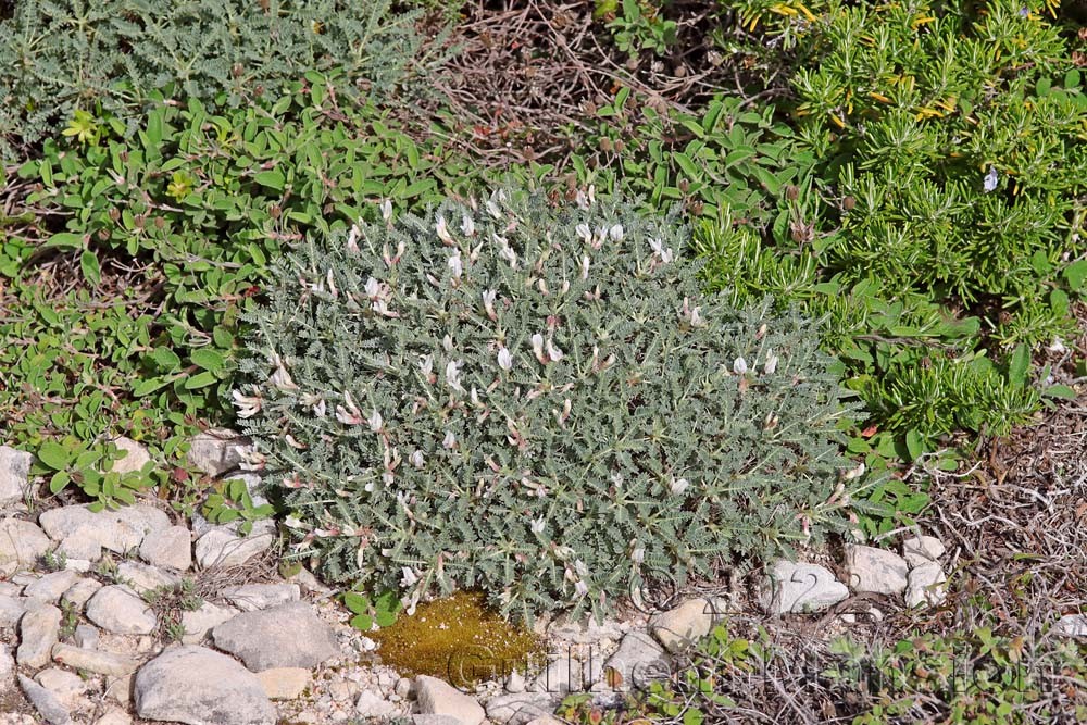 Astragalus terraccianoi