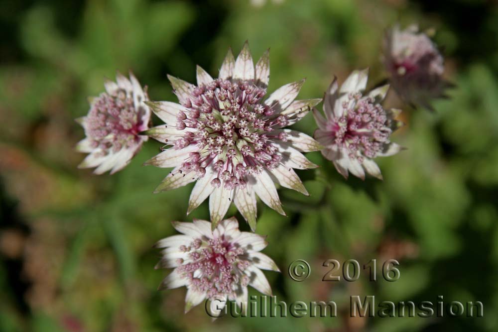 Astrantia major