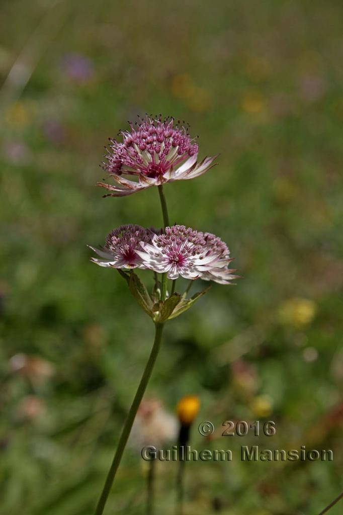 Astrantia major