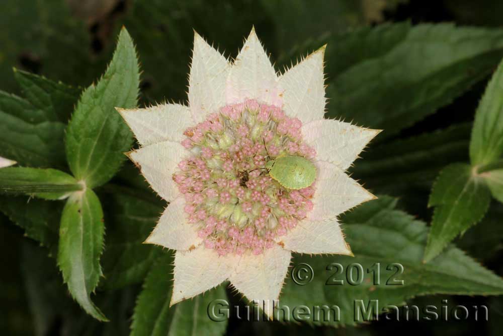 Astrantia maxima