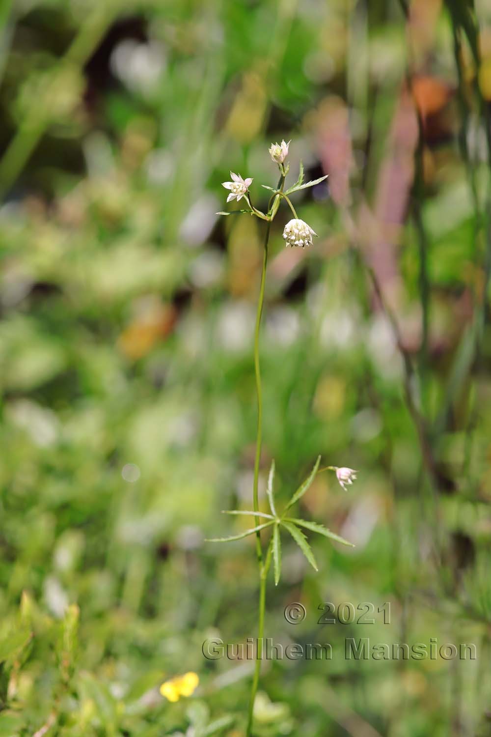 Astrantia minor