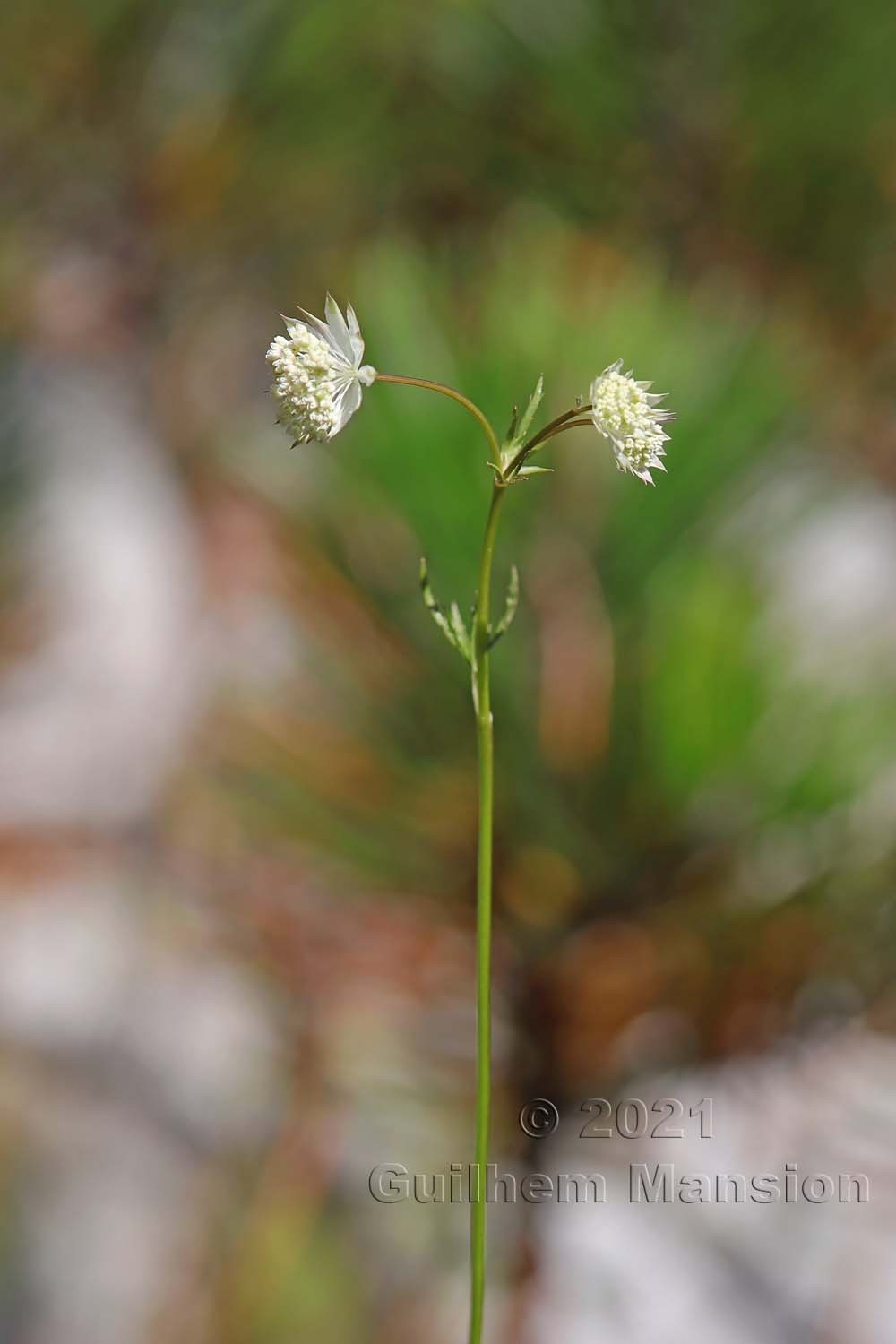 Astrantia minor