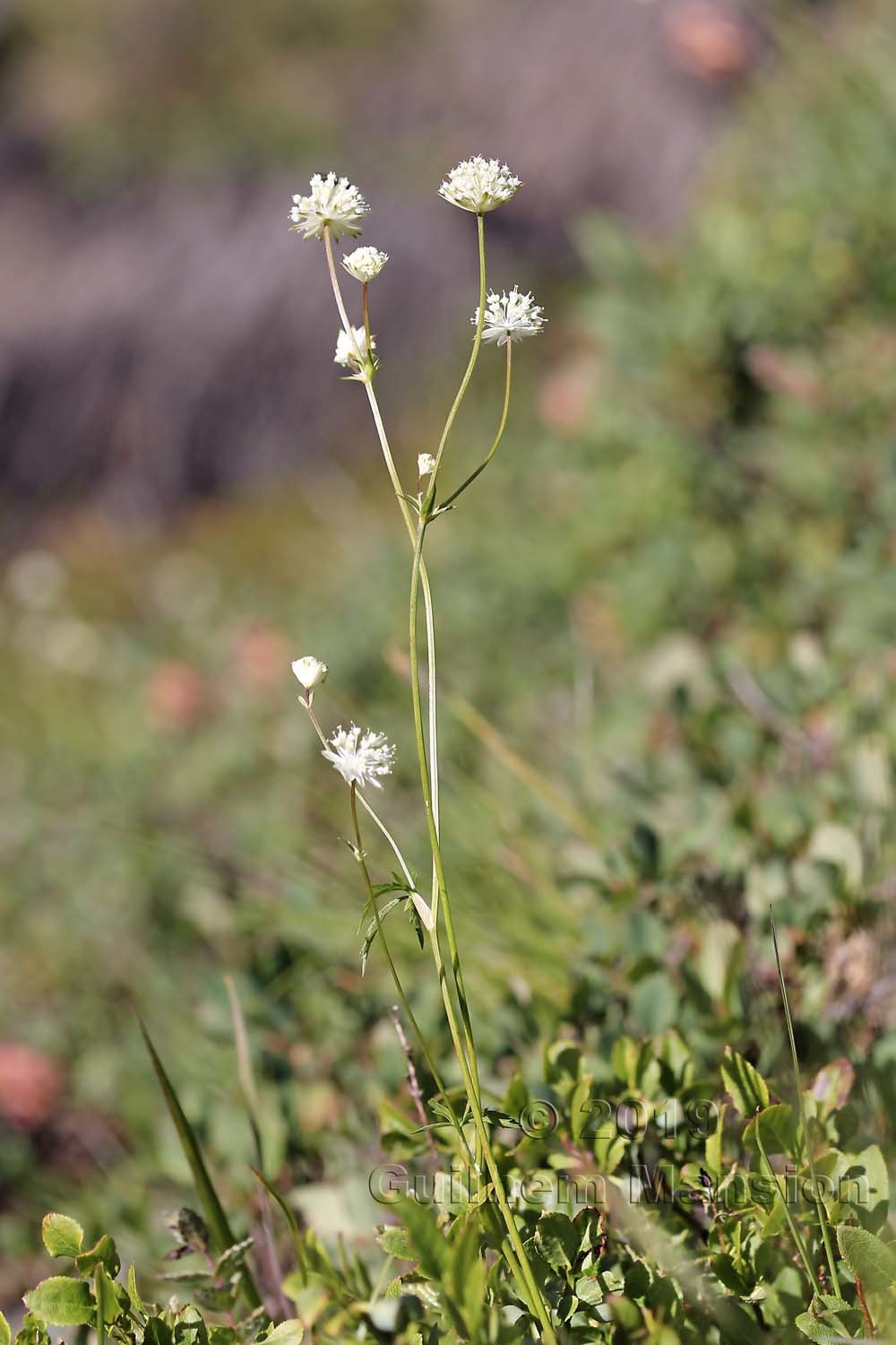 Astrantia minor