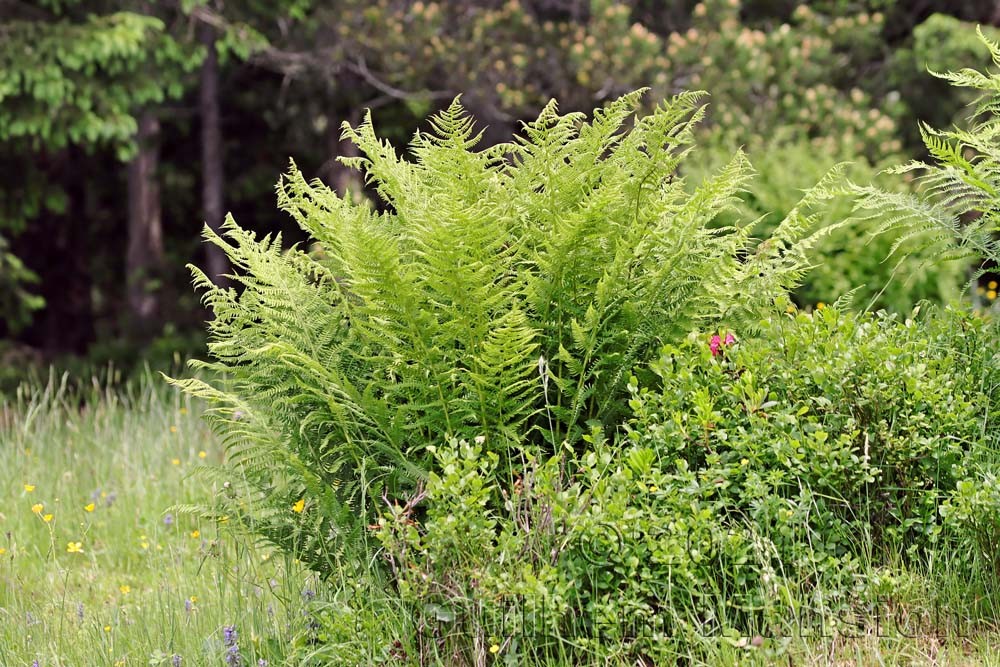 Athyrium filix-femina