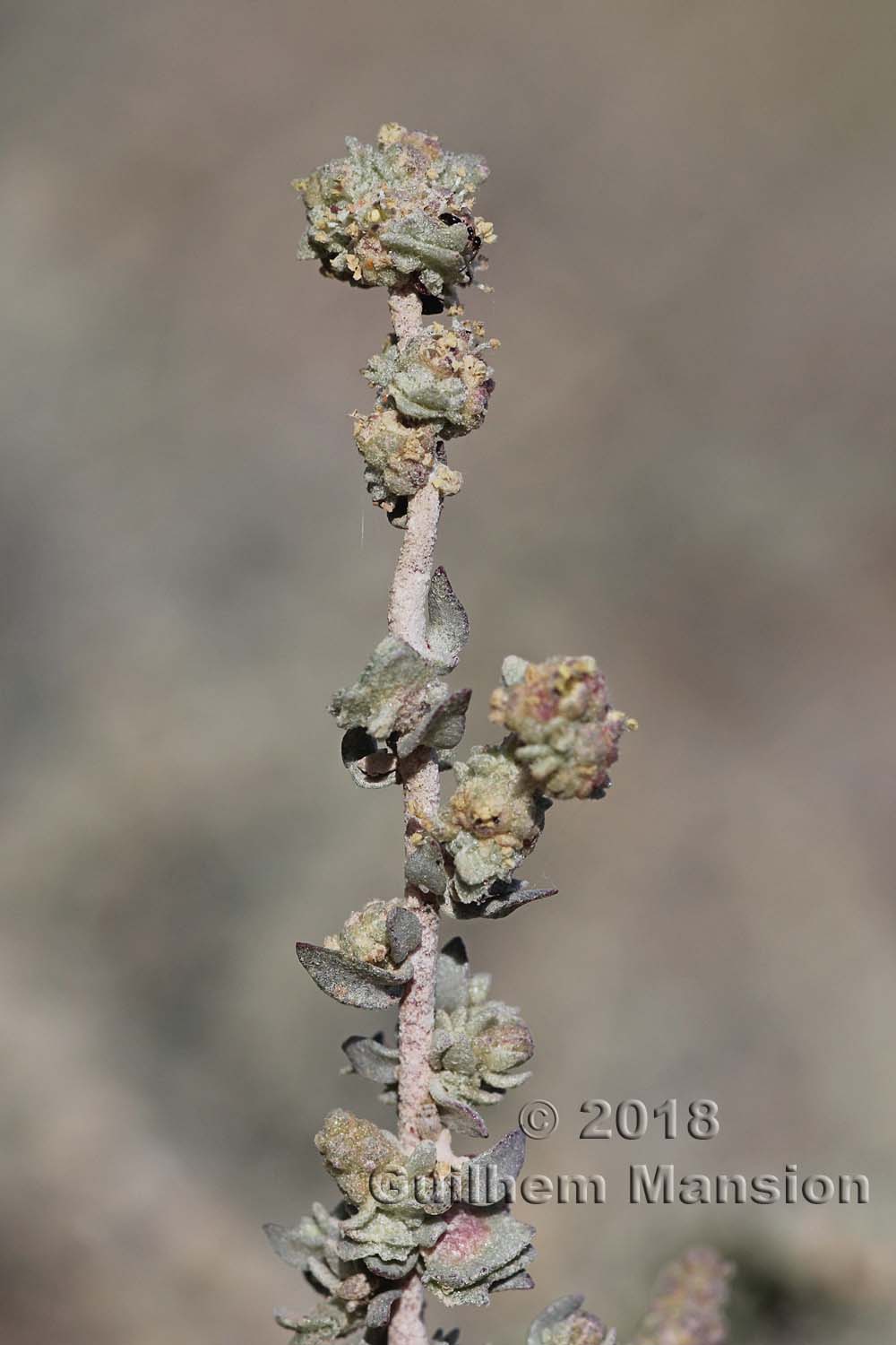 Atriplex glauca