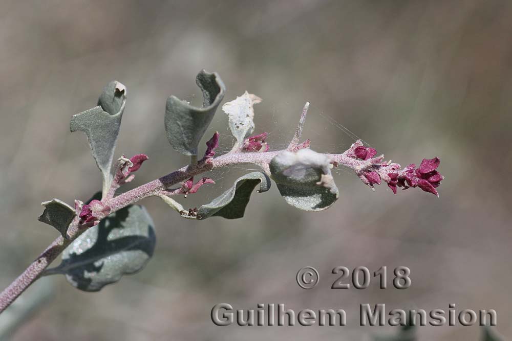 Atriplex halimus