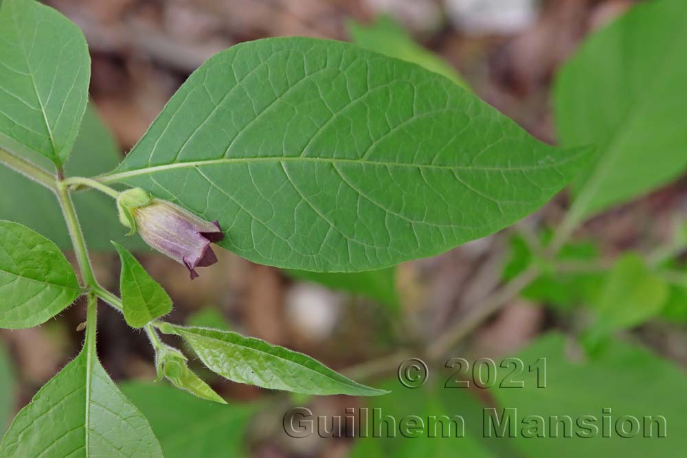 Atropa belladona