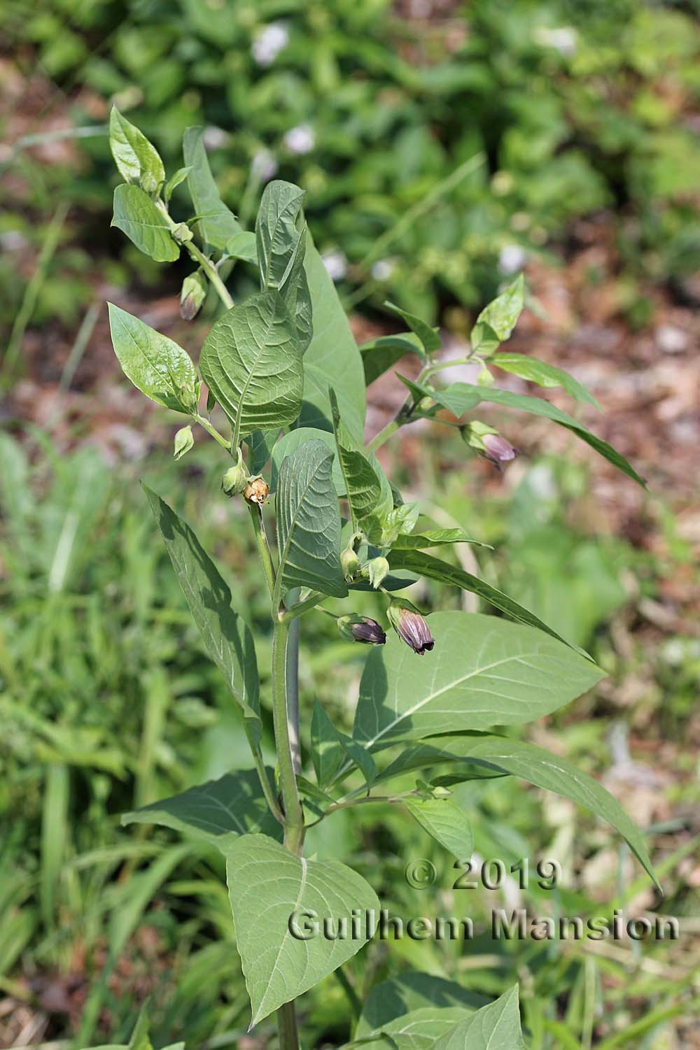 Atropa belladona