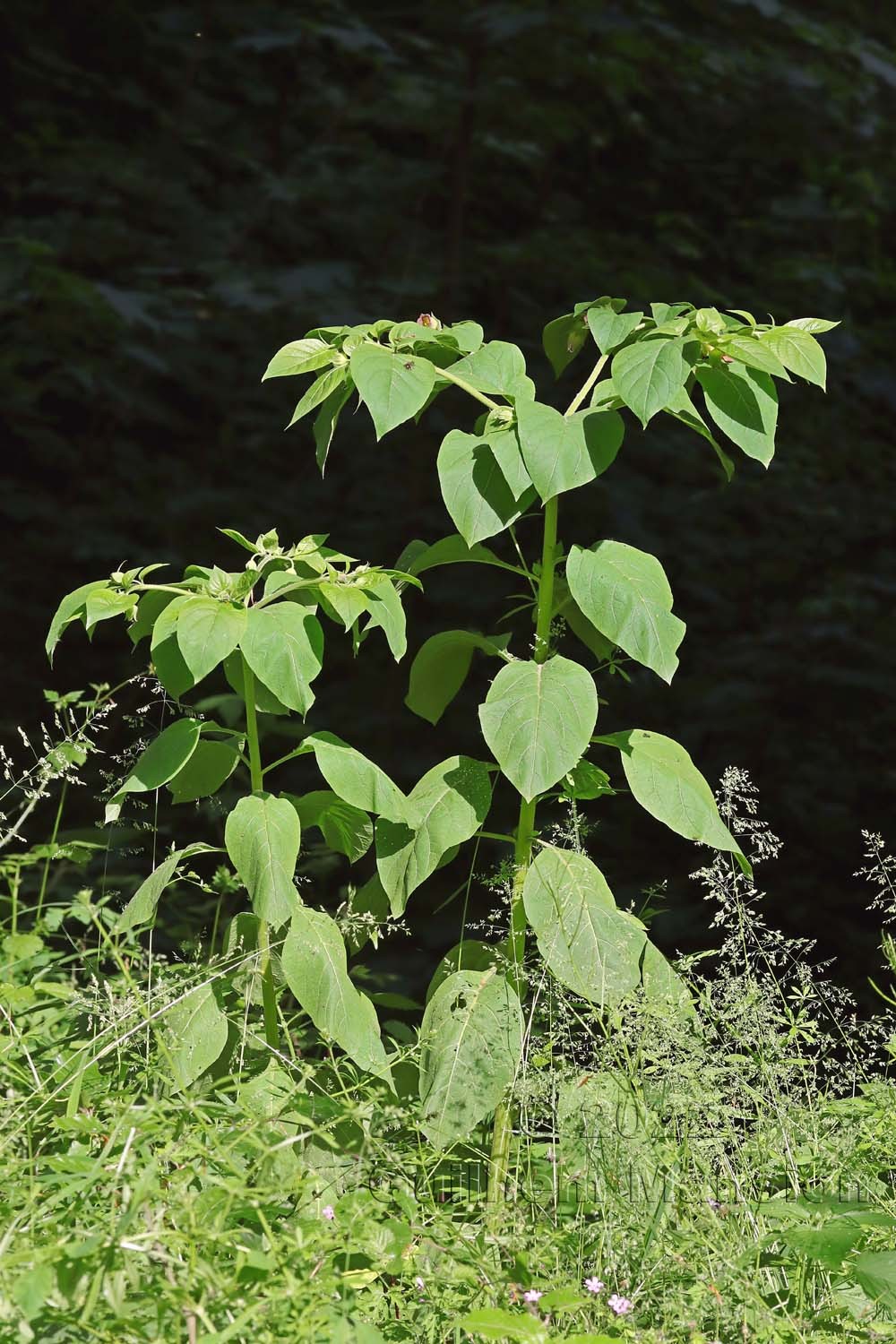 Atropa belladona