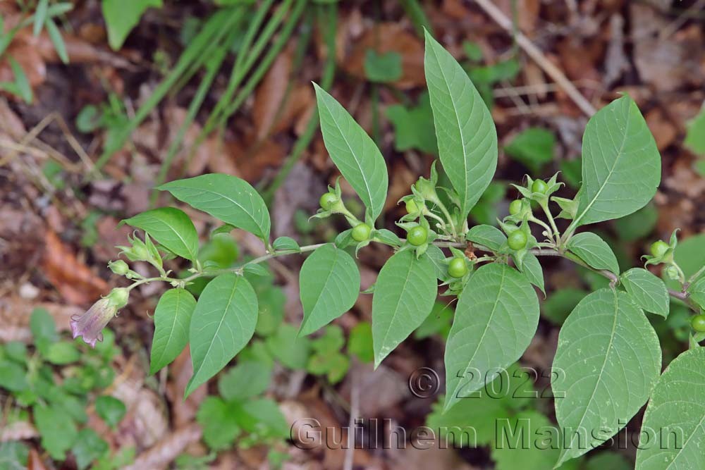 Atropa belladona