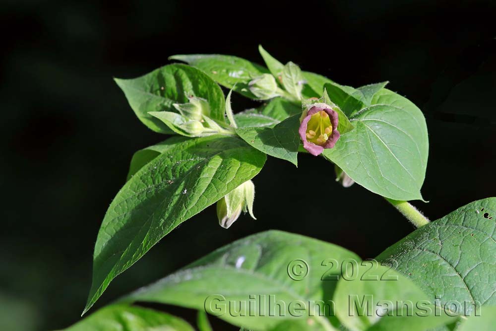 Atropa belladona