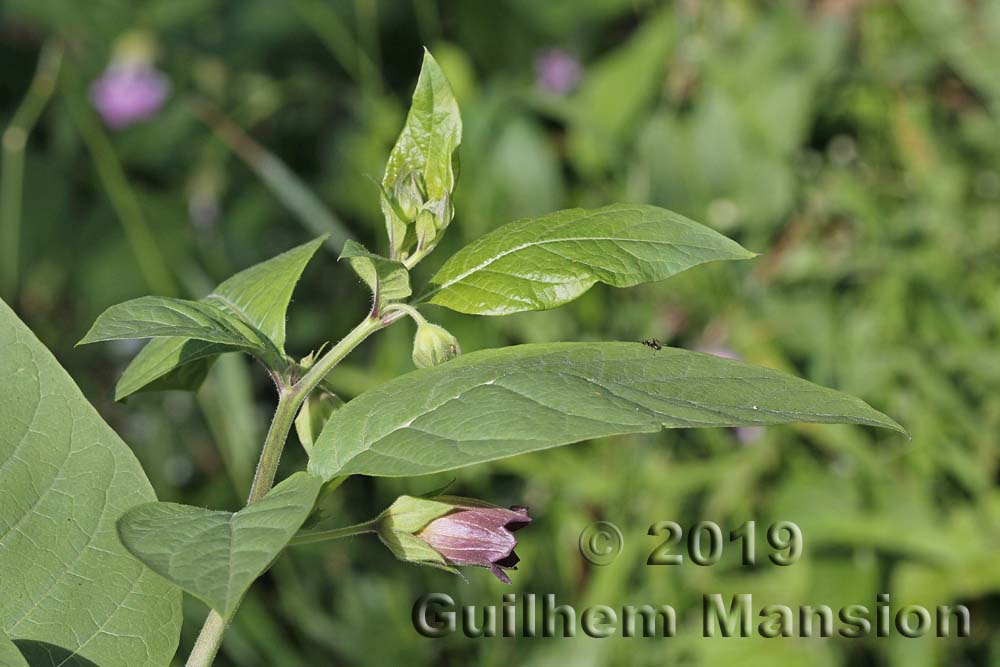 Atropa belladona