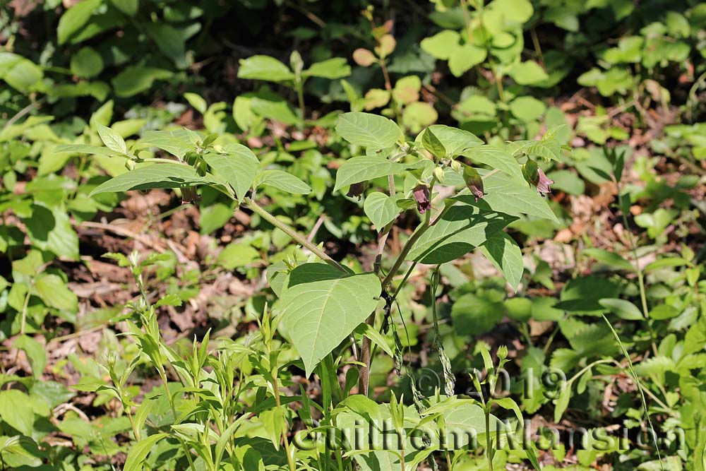 Atropa belladona