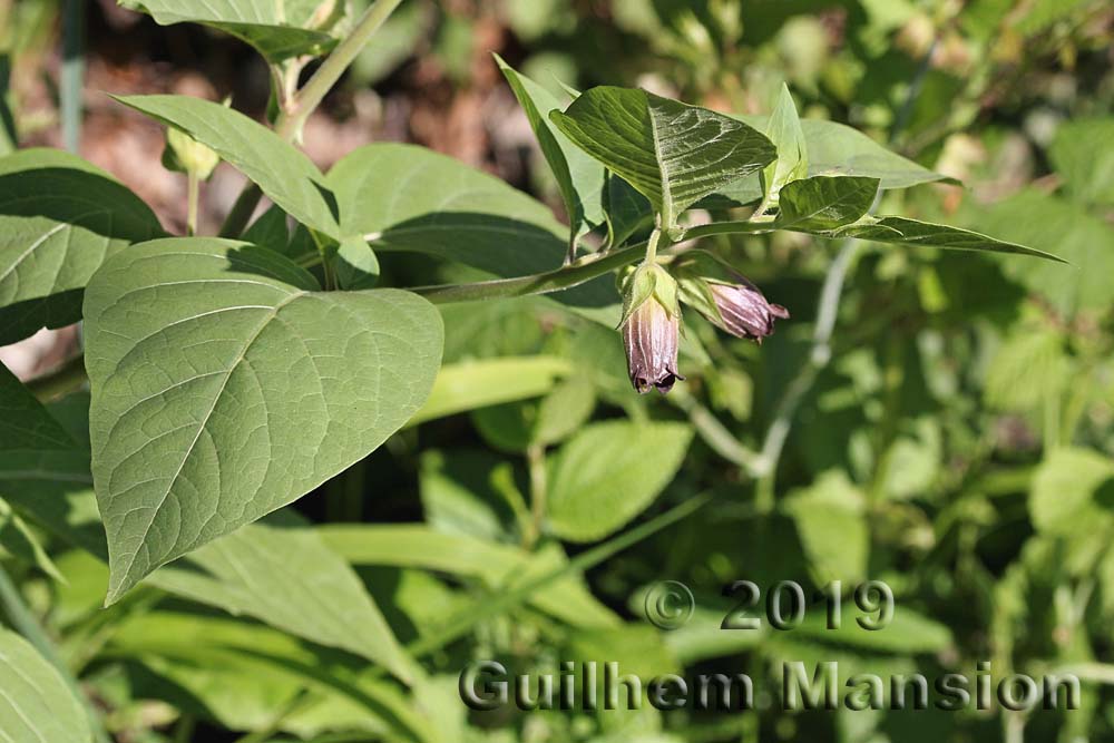 Atropa belladona