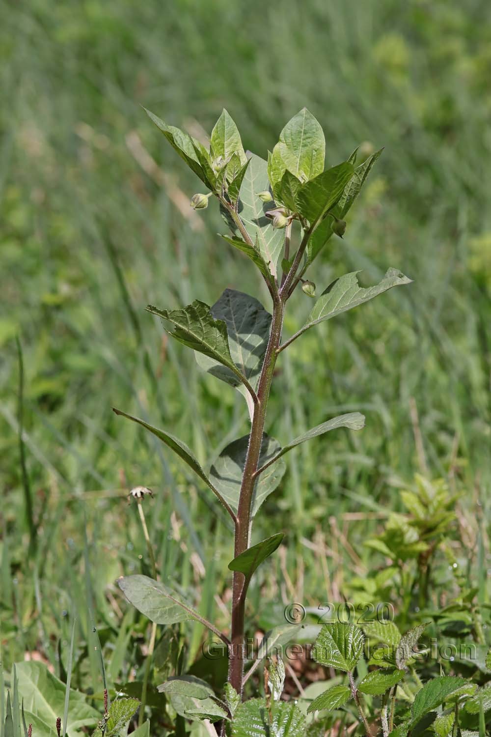 Atropa belladonna