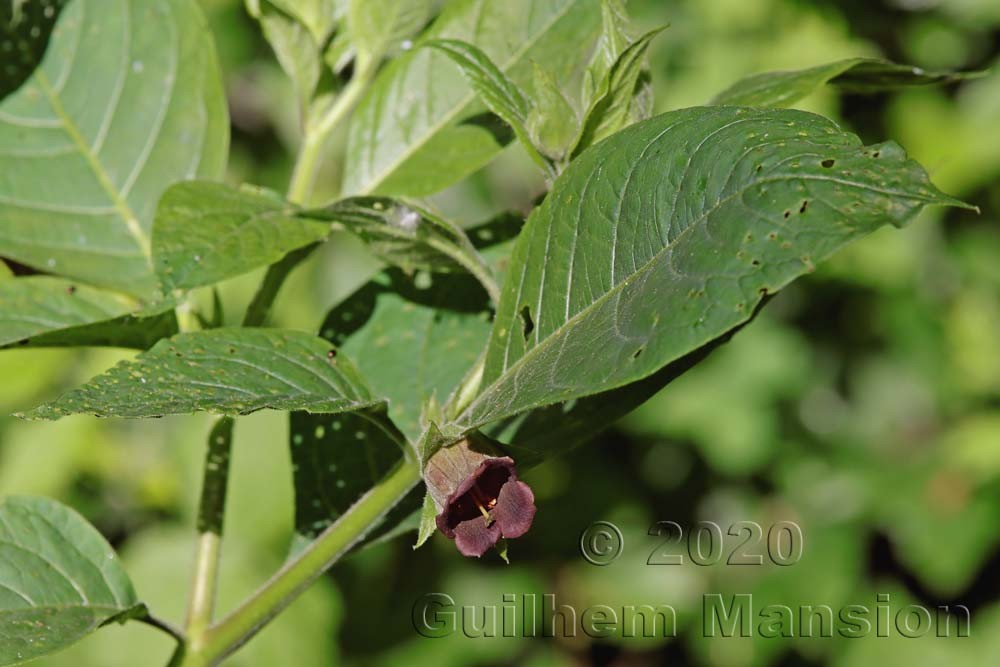 Atropa belladonna