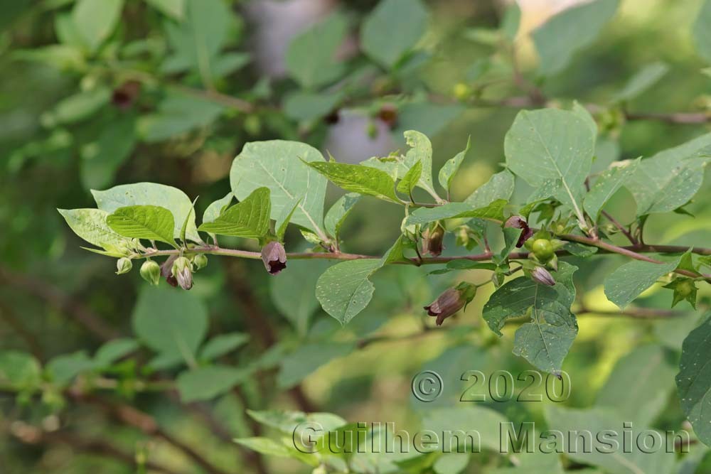 Atropa belladonna