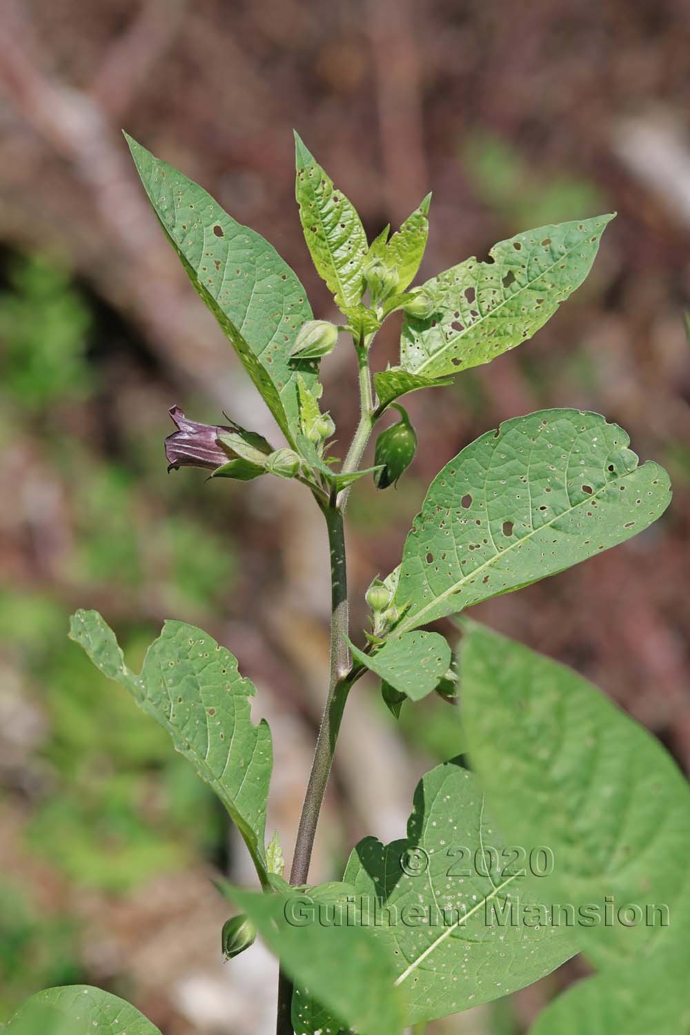 Atropa belladonna