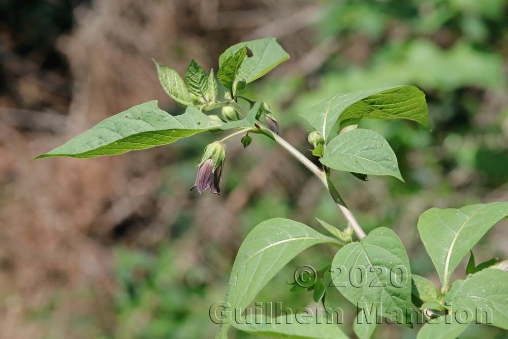 Atropa belladonna