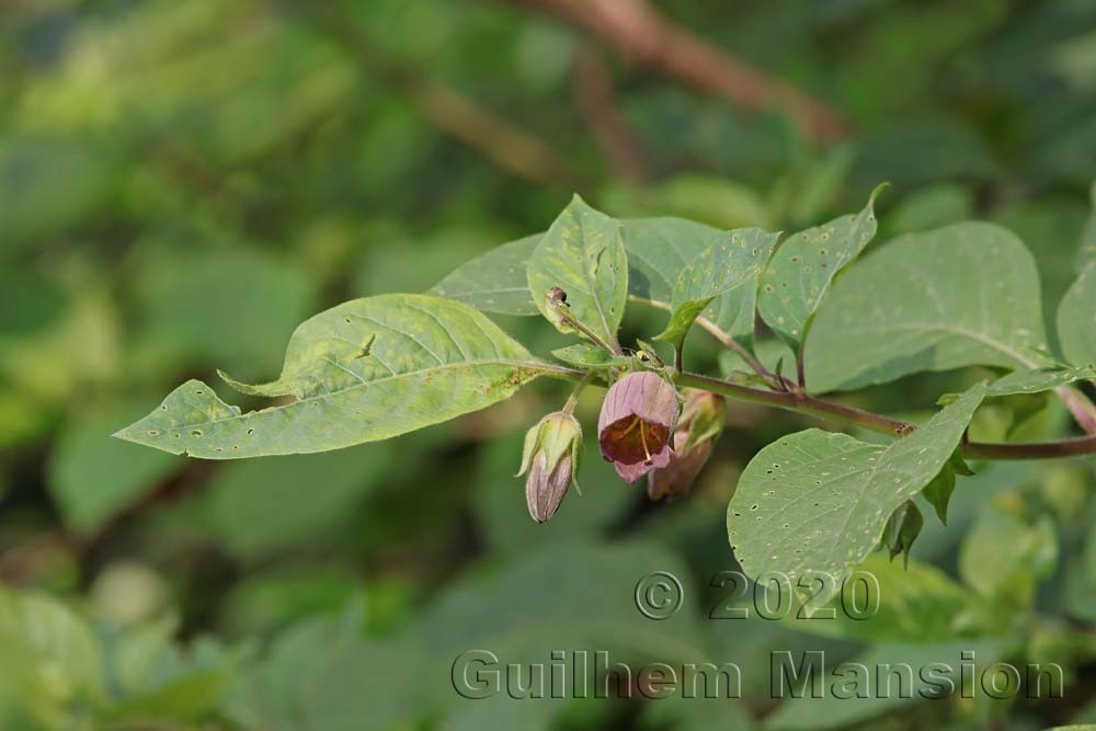 Atropa belladonna