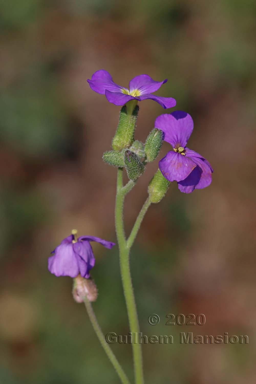 Aubrieta deltoidea