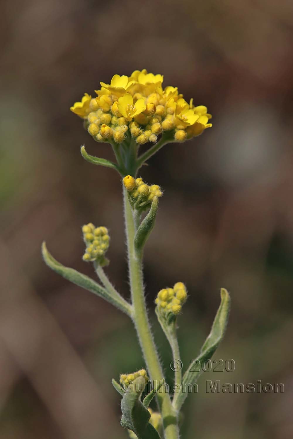 Aurinia saxatilis