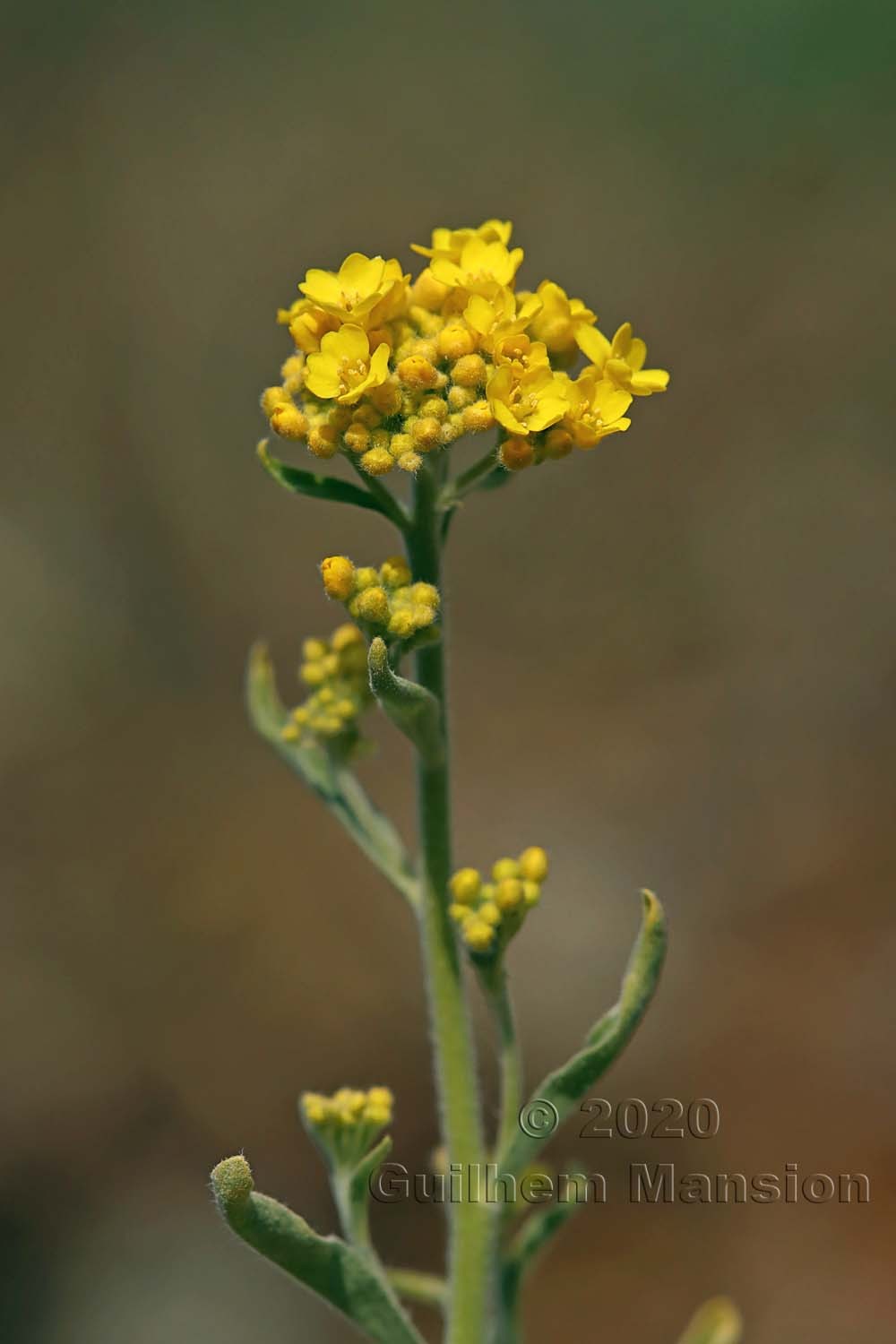 Aurinia saxatilis