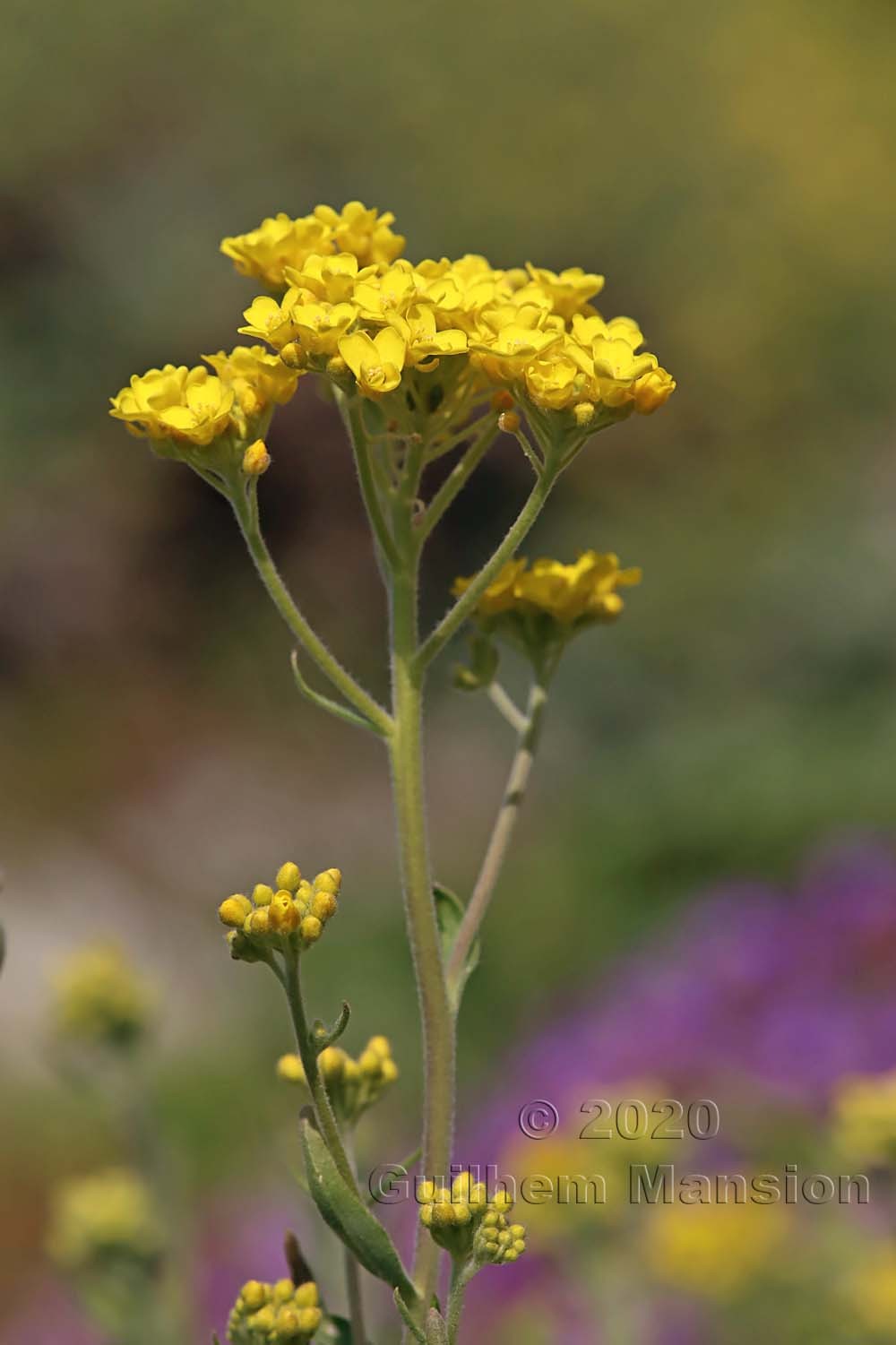 Aurinia saxatilis