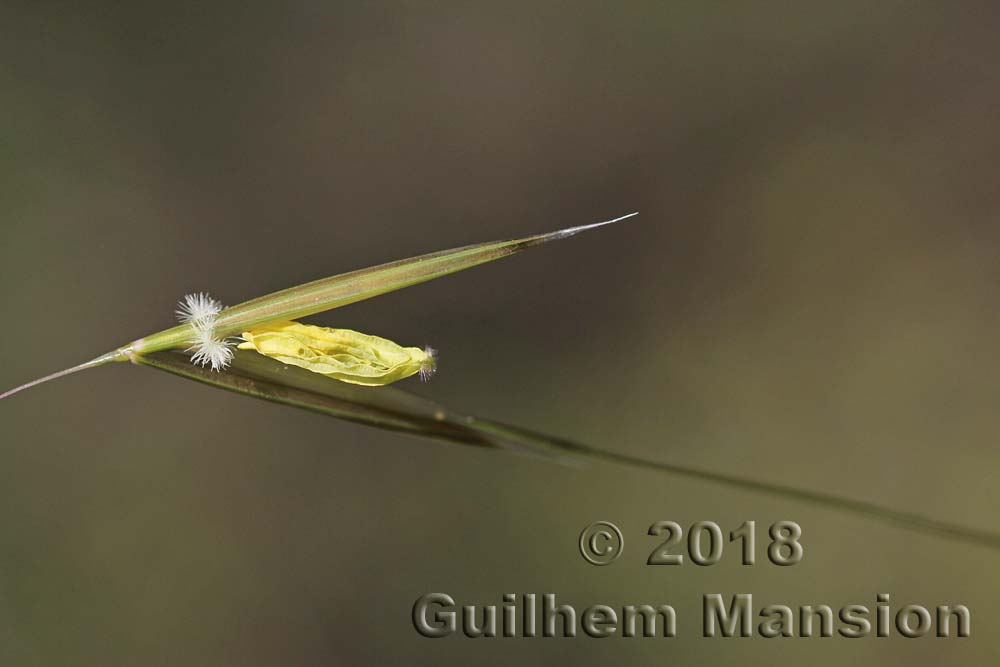 Avena sterilis