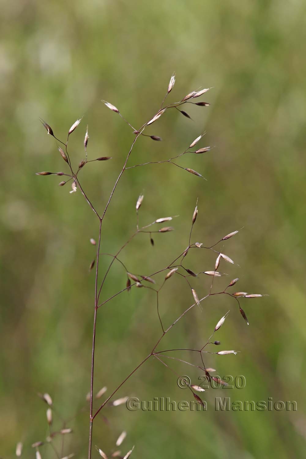 Avenella flexuosa