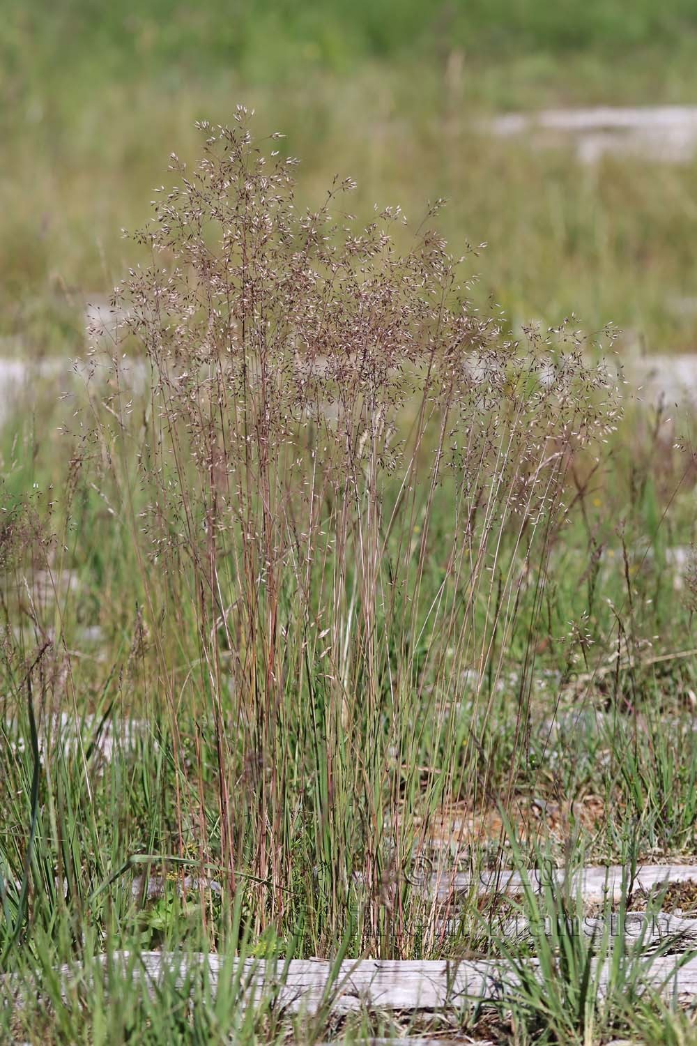 Avenella flexuosa