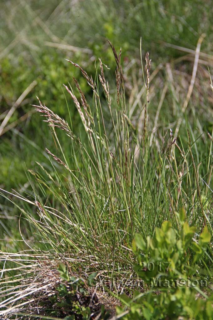 Avenella flexuosa