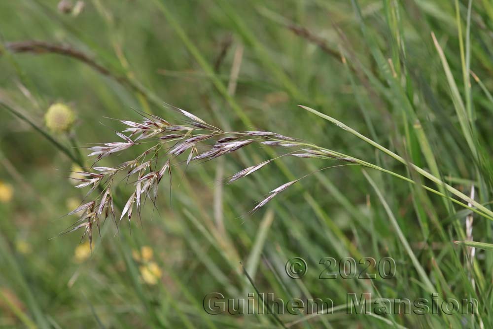 Avenula [Helictotrichon] pubescens