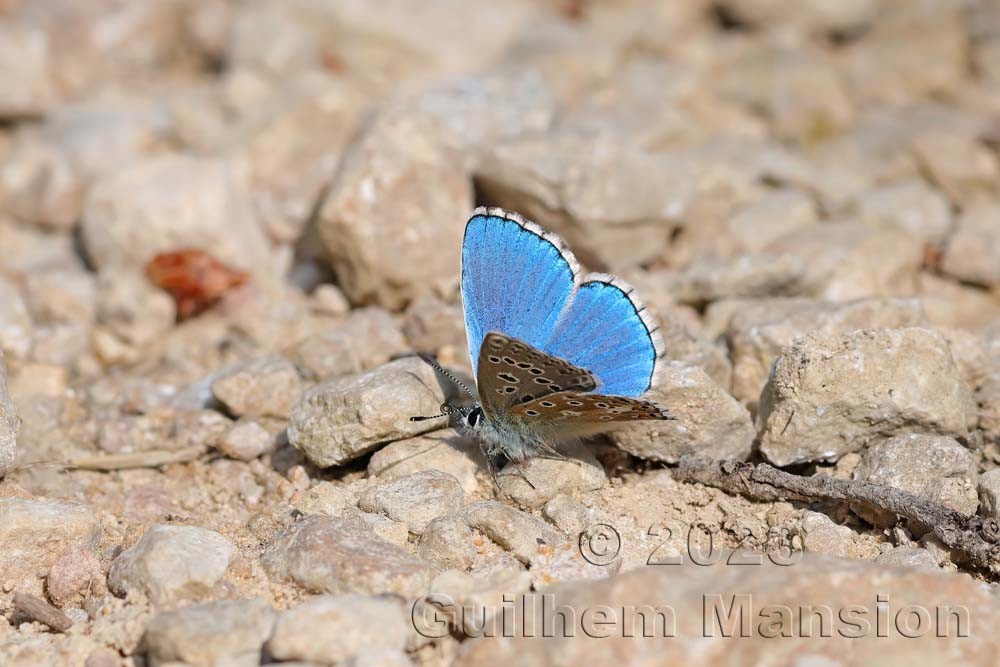 Polyommatus bellargus