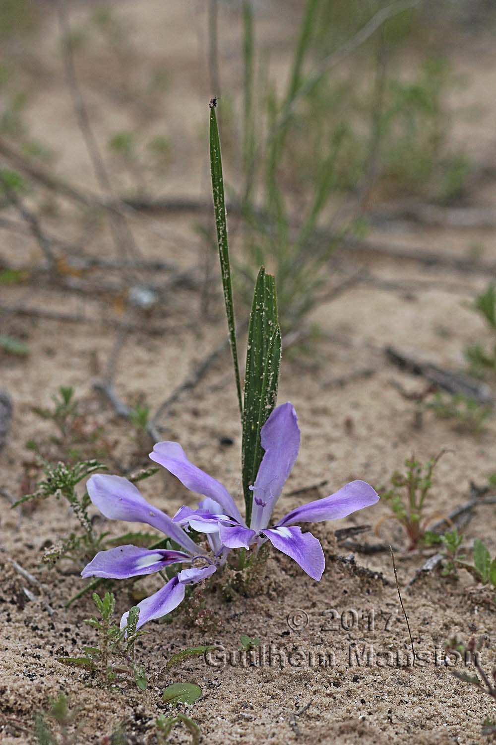 Babiana ambigua