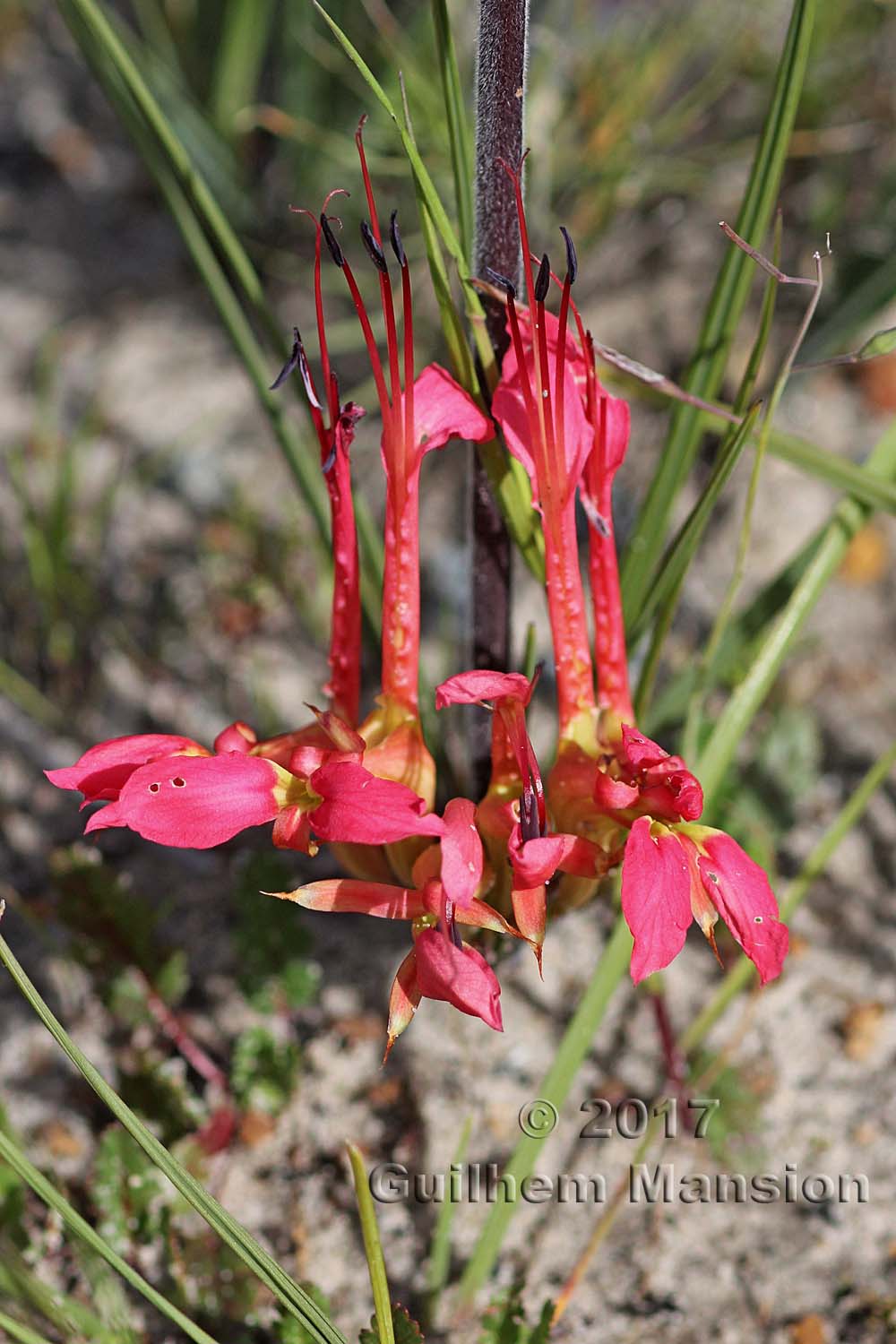 Babiana ringens