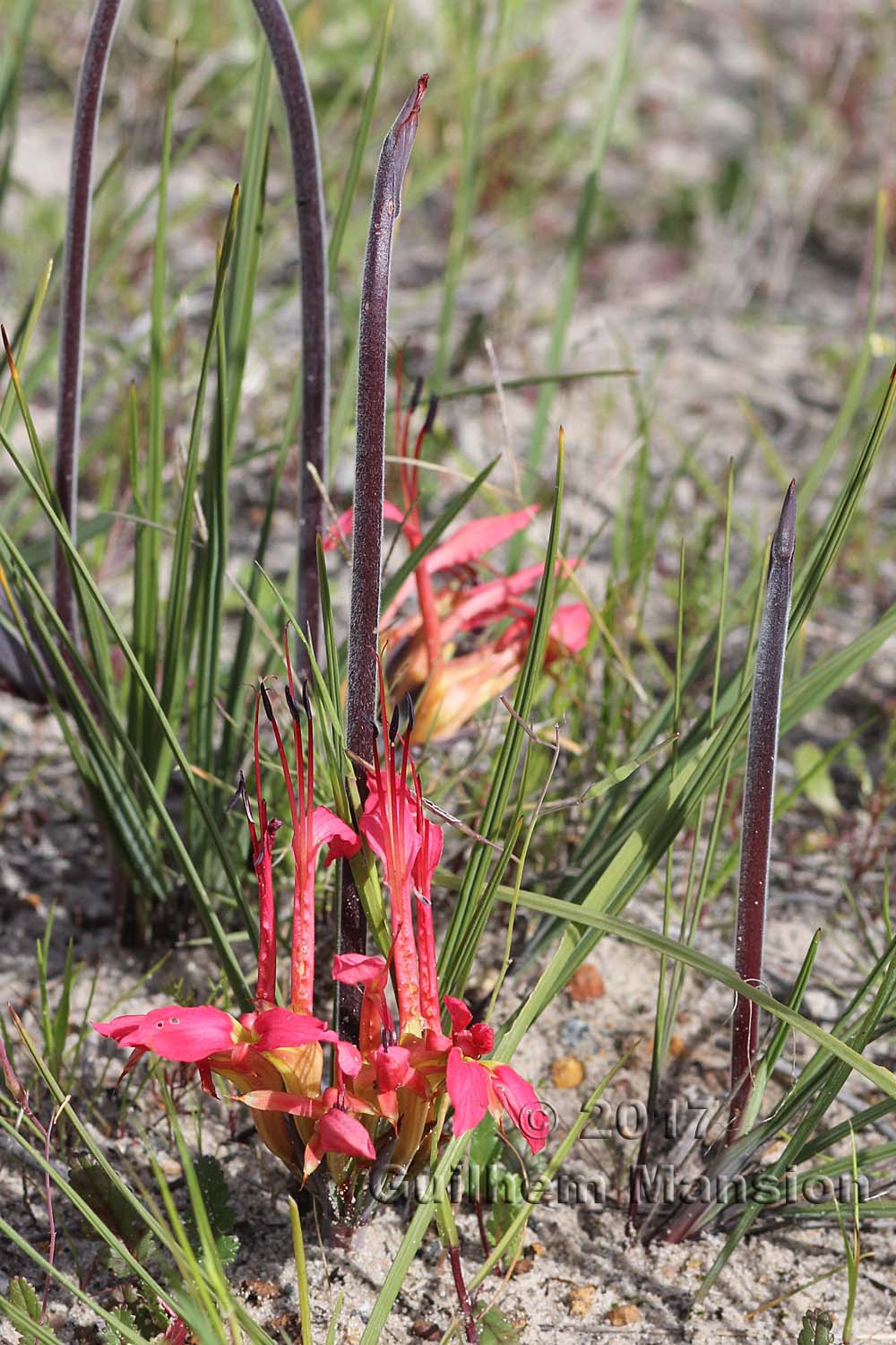 Babiana ringens