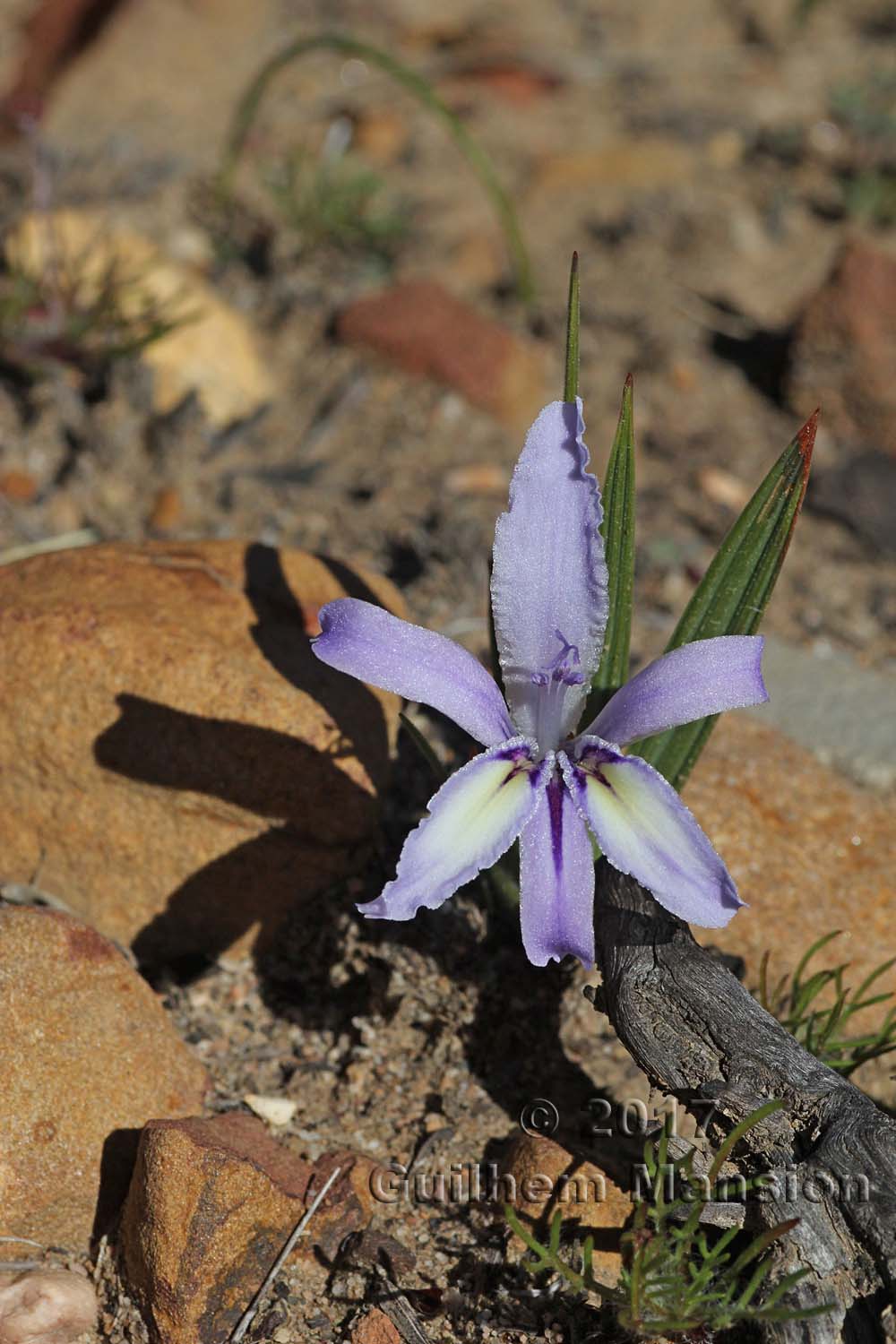 Babiana ambigua