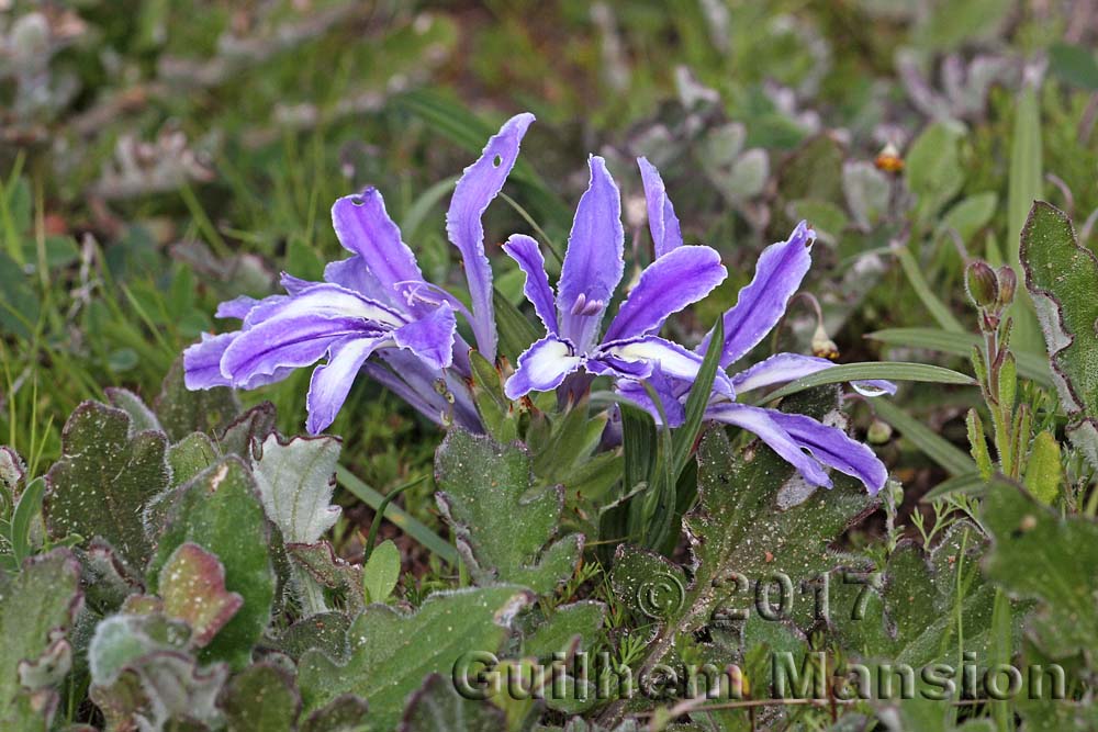 Babiana cf. ambigua