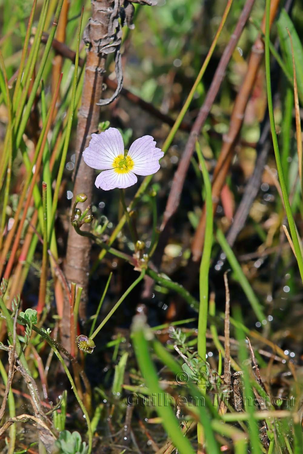 Baldellia ranunculoides