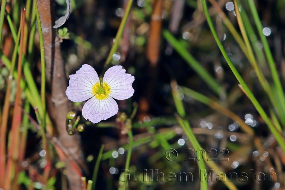 Baldellia ranunculoides