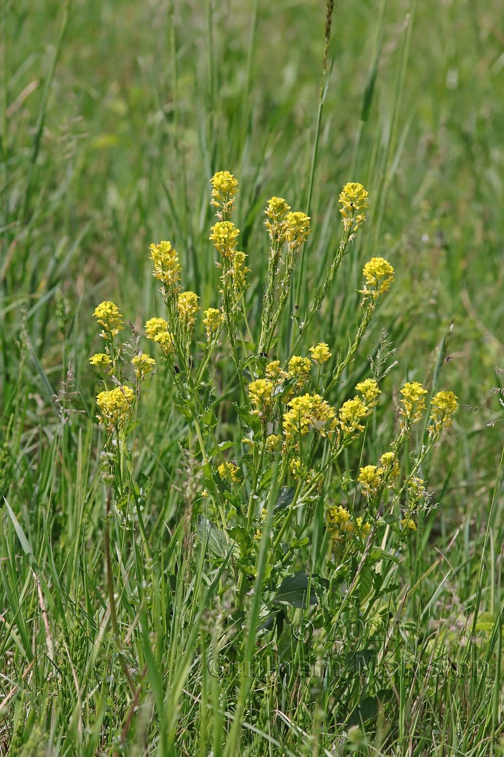 Barbarea vulgaris