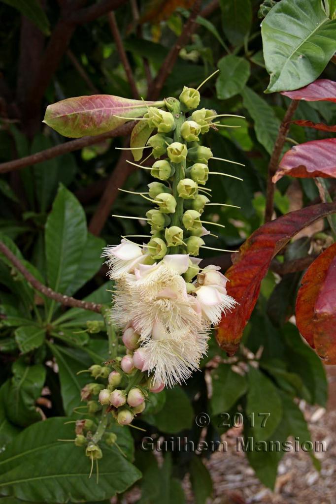 Barringtonia neocaledonica