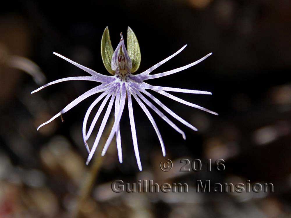 Bartholina burmanniana