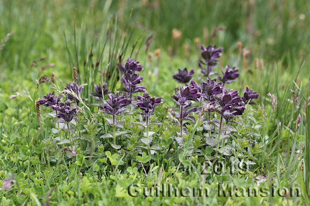 Bartsia alpina